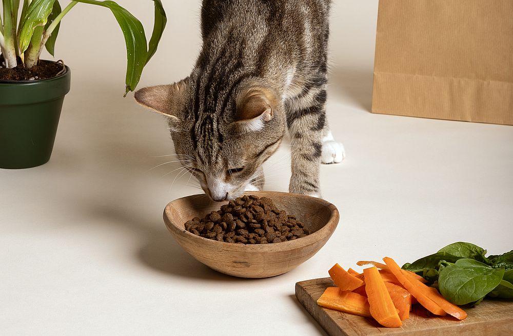 Quelles sont les meilleures croquettes pour chats ? Zanimax.tn