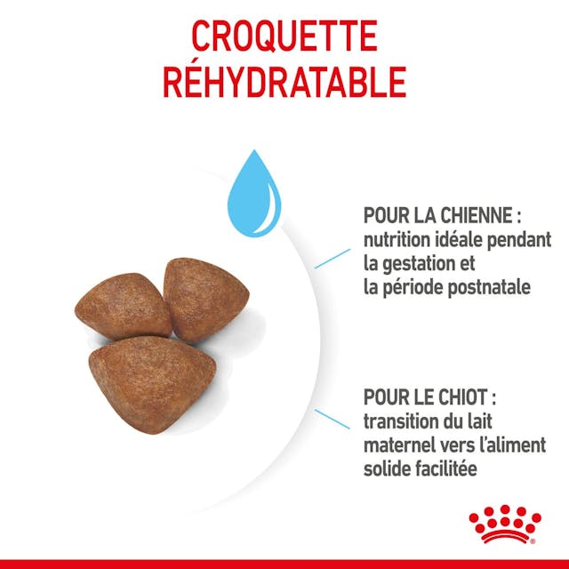 ROYAL CANIN - CROQUETTE CHIEN MINI STARTER MOTHER & BABY